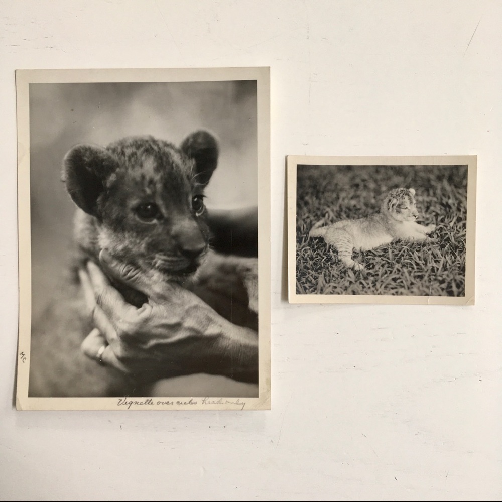 2 Vintage '31 Press Photos Lion Cub National Zoo